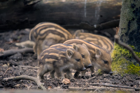 Wild boar (Sus scrofa) in the wild.の写真素材