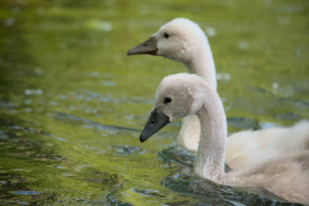 two young swans swimming in the lake, closeup of photoの写真素材