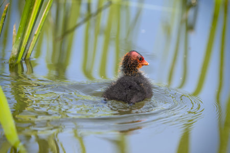 Coot chick swimming in a lake with reeds in the background