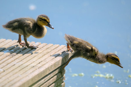 Ducklings on a wooden boardwalk by the lake in summerの写真素材