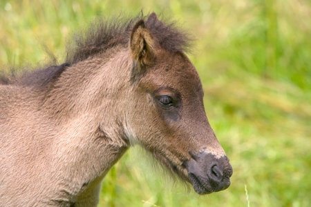 Portrait of a little foal on a meadow in summerの写真素材