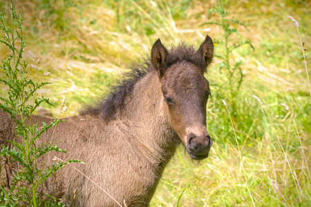 Portrait of a small foal on a meadow in summerの写真素材