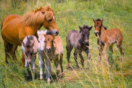 a herd of many cute colorful Icelandic Horse foals playing in the meadow