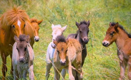 a herd of many cute colorful Icelandic Horse foals playing in the meadow, nature composition.の写真素材