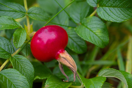 Ripe rose hips on a bush in the garden close-up