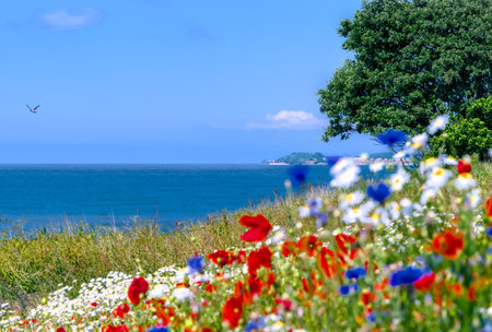 white field of chamomile flowers with red poppies in front of the ocean and blue skyの写真素材