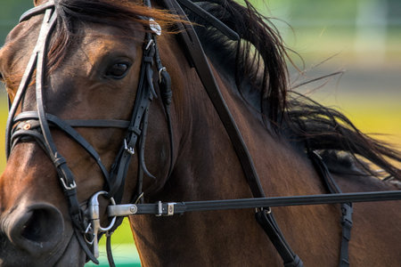 Close-up of the head of a brown horse in a bridle Details in the face of a racing horseの写真素材