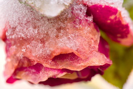 Close up of frozen rose with ice crystals on white background. Macroの写真素材