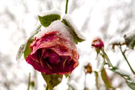 Rose covered with hoarfrost on a background of the winter landscapeの写真素材
