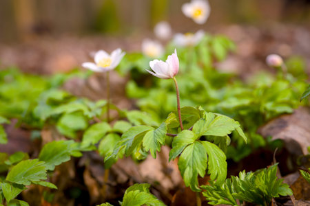 Anemone nemorosa, wood anemone, snowdrop anemone