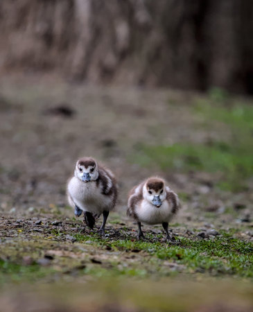 Close up of a family of goslings walking on the grass