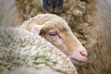 Sheep in the farm, selective focus, shallow depth of fieldの写真素材