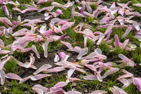 Pink magnolia flowers on the ground in the garden, close upの写真素材