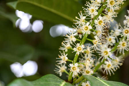 Close up of white flowers of bird cherry (Prunus padus)の写真素材