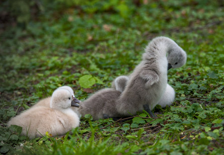 Two cygnet cygnet cygnet swan chicks some cute baby swans are cleaning their plumage in the meadowの写真素材