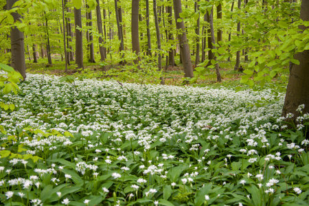 Spring forest with blooming wild garlic (Allium ursinum)