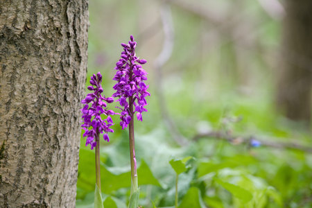 Purple orchid in the forest, close-up, selective focusの写真素材