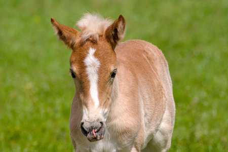 beautiful portrait of a pretty young Haflinger foal