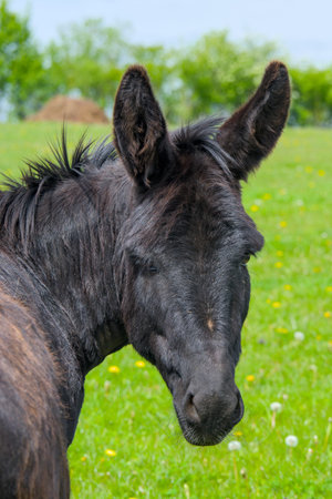 an expressive portait of a cute donkey with large ears