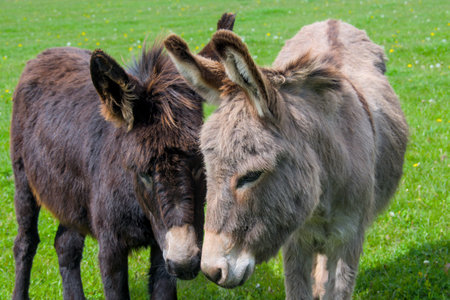 two cute donkeys standing near each other in the meadow