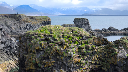 seagulls sitting in their nests in the cliffs of Arnarstapi, Icelandの写真素材