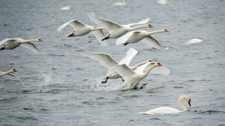 A group of graceful white swans flying above the ocean