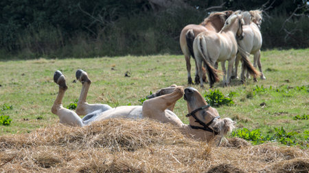 one Norwegian Fjord Horse is lying in the meadow and turning over, some other horses are standing in the backgroundの写真素材