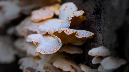 Close up of mushrooms growing on a dead tree in the forest.の写真素材