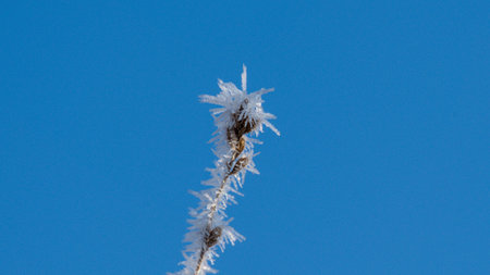 Hoarfrost on a dry grass against the blue sky in winterの写真素材