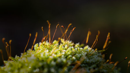 Frost on the moss in the forest close-up macro photographyの写真素材