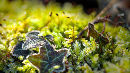 Frost on the moss in the forest close-up macro photographyの写真素材