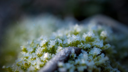 Macro shot of a green moss in the forest in winter.の写真素材