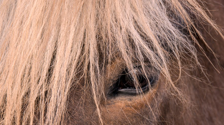 Icelandic horse head closeup. Selective focus with shallow depth of field.の写真素材