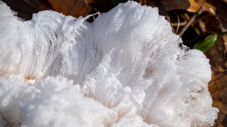 Close up of a white object growing in the forest in autumn.