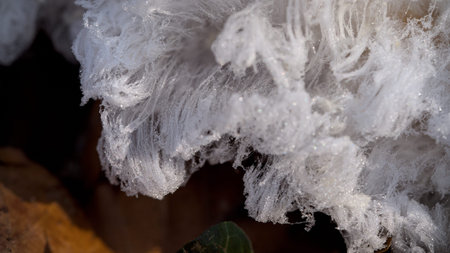 Frost on a mushroom in the forest close-up. macroの写真素材