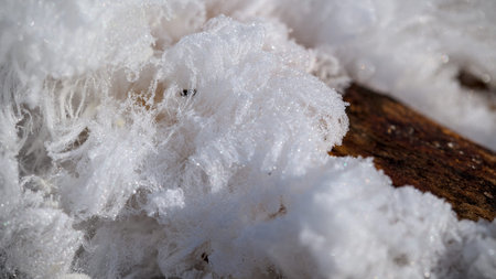 Macro image of ice crystals on tree bark. Winter background.