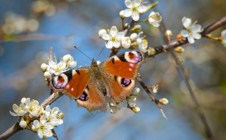 Peacock butterfly on a blossom of a tree in springの写真素材