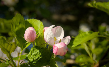 Flowering branch of a blossoming apple tree in spring.の写真素材