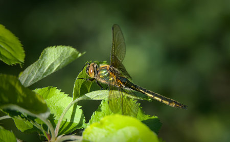 Dragonfly on a green leaf, close-up, macro photography