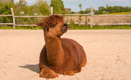Portrait of a brown alpaca on a sunny day, laying in the sandの写真素材