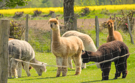 Alpaca and llama grazing in a meadow in springtimeの写真素材