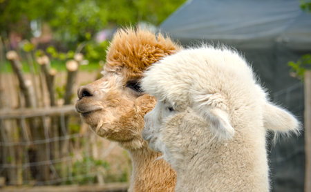 Cute alpaca in the farm, closeup of photoの写真素材