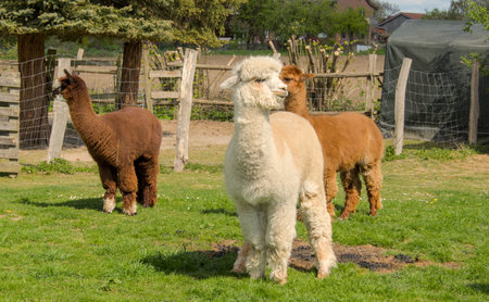Alpaca and Llama in the paddock of a farmの写真素材