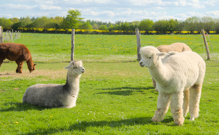 Alpaca and alpaca in a meadow in springtimeの写真素材