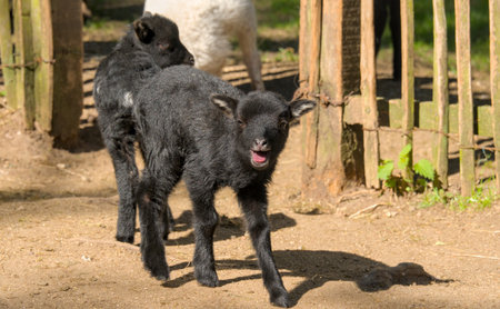 Newborn black lamb with its tongue hanging out in the sun.の写真素材