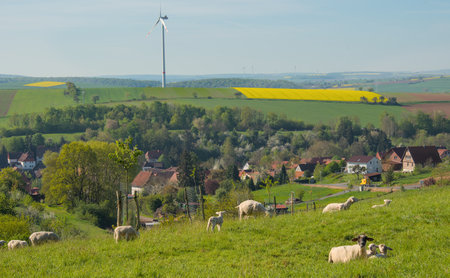 Sheep grazing in a meadow with windmill in the background, EbergÃ¶tzen, Germanyの写真素材