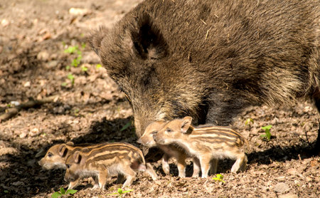 Wild boar (Sus scrofa) with baby pigletsの写真素材
