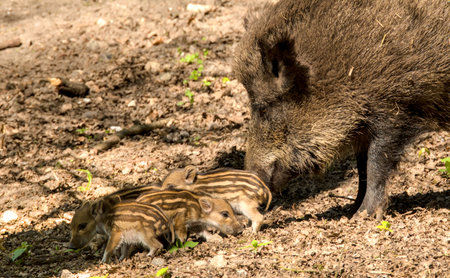Wild boar mother and her babiesの写真素材