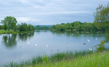 Landscape with lake and white swans on a cloudy day. GÃ¶ttingen, Germanyの写真素材