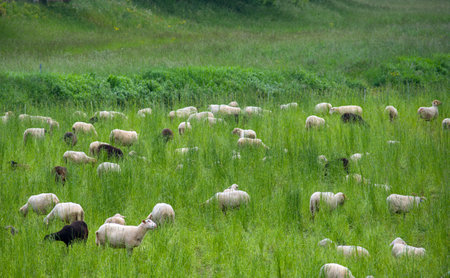 Sheep grazing in ameadow in the countryside GÃ¶ttingen, Germanyの写真素材